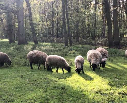 Schafe auf Wanderweg V2